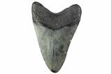 Fossil Megalodon Tooth - South Carolina #374096-1